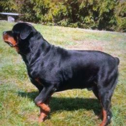 Rottweiler Puppies from Motor City Rottweiler