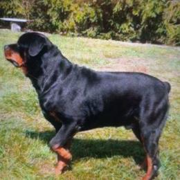 Rottweiler Puppies from Motor City Rottweiler