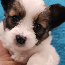 Papillon Puppies from Leslie's Papillons