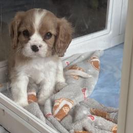 Cavalier King Charles Spaniel Puppies from Hill country cavaliers