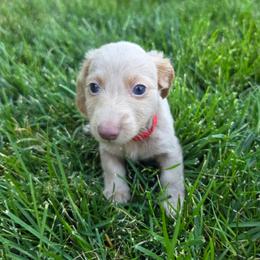 Diesel - Fawn (Isabella) male Dachshund puppy in Vacaville, California from SchmooterBabies