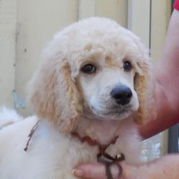 Poodles from Capital Standard Poodles