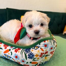 Gigi - White and lemon female Maltese puppy in Apache Junction, Arizona from Cindy and Tim's Maltese