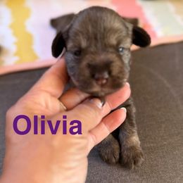 Olivia - Liver female Miniature Schnauzer puppy in La Mirada, California from SchnauzersRus