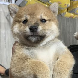 Shiba Inu Puppies from Fairyland Shibas