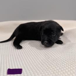 Purple - Black sable female Belgian Malinois puppy in Muskegon, Michigan from Red Acres Working Line K9s