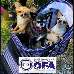 Chihuahua Puppies from Country Charm Chihuahuas