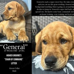 General - Yellow male Labrador Retriever puppy in Eaton Rapids, Michigan from Higher Ground Labradors