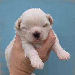 White cream spots boy - Cream and white male Shih Tzu puppy in Vinita, Oklahoma from Locust Creek Shih Tzu & Havanese