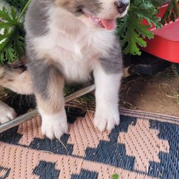 Australian Shepherd Puppies from Red Wagon Aussies