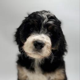 Hercules - Tri-color male Bernedoodle puppy in Clermont, Florida from Shadow Kennels