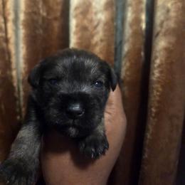 Zeus - Salt and pepper male Miniature Schnauzer puppy in Titusville, Florida from Alysha's Grandbabies