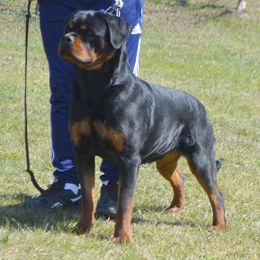 Mika - Rottweiler