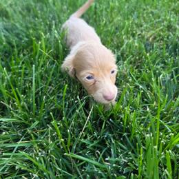 Dolly - Fawn (Isabella) female Dachshund puppy in Vacaville, California from SchmooterBabies