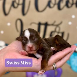 Swiss Miss - Brown female Bernedoodle puppy in Bountiful, Utah from EasyBreezyDoodles