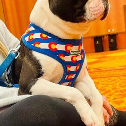 Boston Terriers and French Bulldogs from LEBulldogs