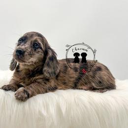 Ava - Dapple female Dachshund puppy in Litchfield, Illinois from Charmm Dachshunds