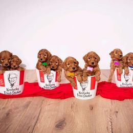 Australian Labradoodles, Cockapoos, Goldendoodles, and Labradoodles from Dessie's Doodles