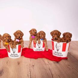 Australian Labradoodles, Cockapoos, Goldendoodles, and Labradoodles from Dessie's Doodles