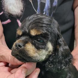 Cocker Spaniel puppies from Blackwater Kennel