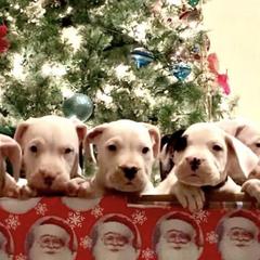 Dogo Argentinos from Luzbull Verdes Pampas