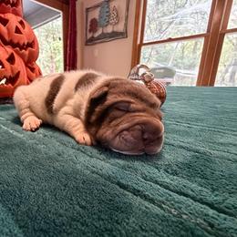 Draco - Brown male Chinese Shar-Pei puppy in Auburn, Kansas from Justin's Chinese Shar-Pei