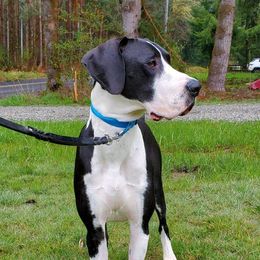 Dave - Great Dane