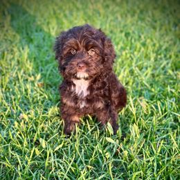 Tinkerbell - Brown white and tan female Cockapoo puppy in Danielsville, Georgia from Meg's Doodles and Poodles