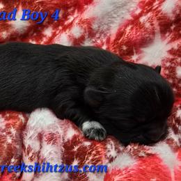 Boy 4 - Black male Shih Tzu puppy in Oakville, Washington from Garrard Creek Shih Tzus