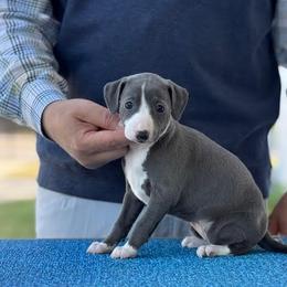 Girl 1 - Blue female Italian Greyhound puppy in Sugar Valley, Georgia from Pinnacle Farm and Kennel