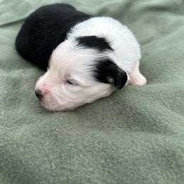Girl 3 - Black tri-color female Aussiedoodle puppy in Reddick, Florida from Cooper’s Mini Doodles