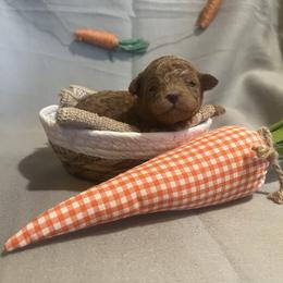 Red - Red  male Poodle puppy in Hickory Grove, South Carolina from Oopsie Doodles