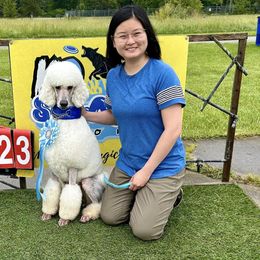 Poodle All Grown Up from Endeavor Standard Poodles