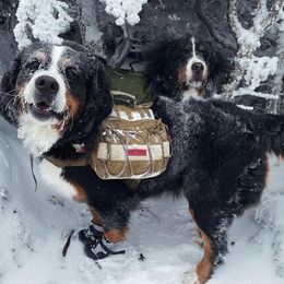 Bernese Mountain Dogs from Summit Soulmate