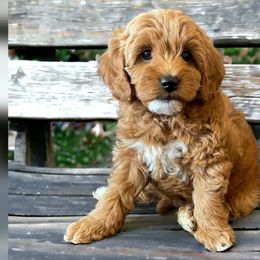 Wile E. - Red  Goldendoodle puppy in Ogden, Utah from Archava Doodles