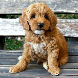 Wile E. - Red  Goldendoodle puppy in Ogden, Utah from Archava Doodles