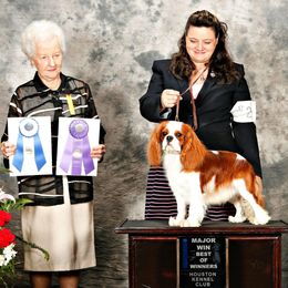 Cavalier King Charles Spaniel Puppies from Castlemar Cavaliers