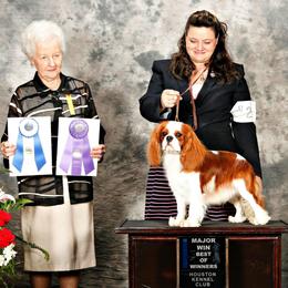 Cavalier King Charles Spaniel Puppies from Castlemar Cavaliers