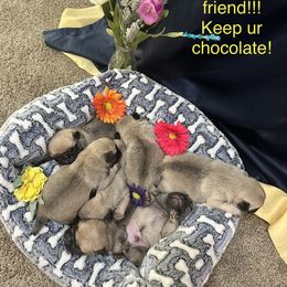 Pug Puppies from Cameo's Pugs