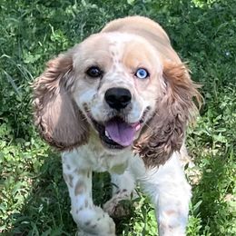 Rocky - Cockapoo