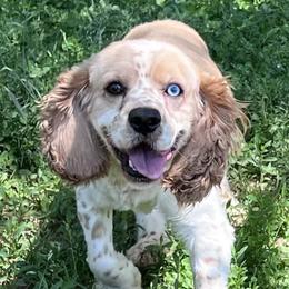Rocky - Cockapoo