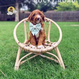 Rocky Road - Red  male Goldendoodle puppy in Dallas County, Texas from Dream A Little Doodle