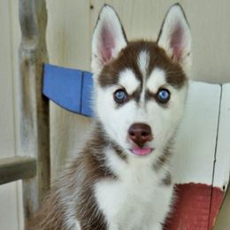 Siberian Huskies from Ortega's Siberian Huskies