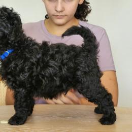 Mr Blue - Black male Pumi puppy in Albuquerque, New Mexico from Marylynn's Pumis