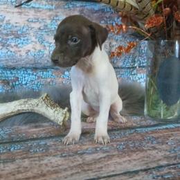 Boy 9 - White and liver male German Shorthaired Pointer puppy in Laporte, Minnesota from Northern Odyssey Gun Dogs
