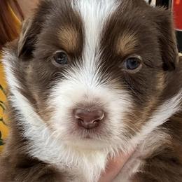 Australian Shepherds from Big Spring Aussies