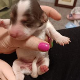Dolly - Piebald female Dachshund puppy in Wichita, Kansas from Lauren's Dachshunds