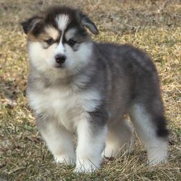 Donna - Seal and white Alaskan Malamute puppy in Michigan from Warrior’s Legacy Alaskan Malamutes