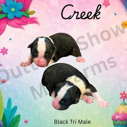 Creek - Black tri male Miniature Australian Shepherd puppy in Oronogo, Missouri from Dutton's Show Me Farms