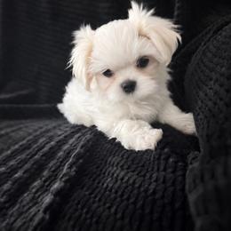 Korean Maltese Girl Daisy - White female Maltese puppy in Trinity, Alabama from Tina's Maltese